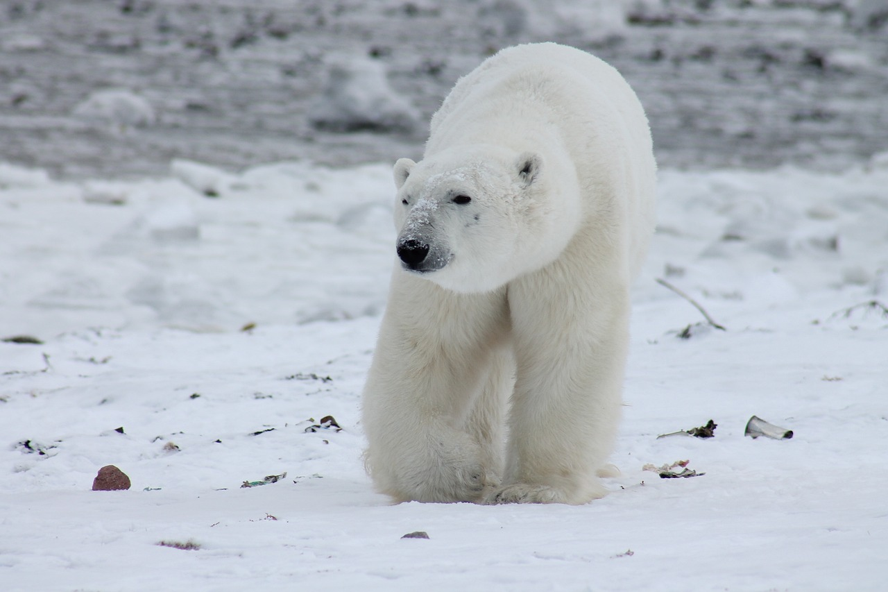 Photo of polar bear